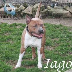 Iago