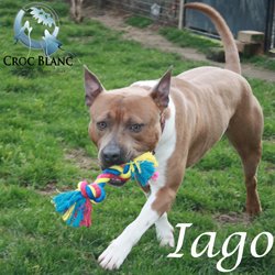 Iago