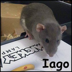 Iago