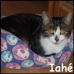 Iahé