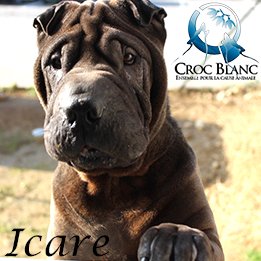 Icare