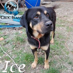 Ice2