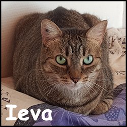 Ieva 2