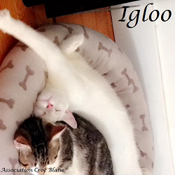 igloo