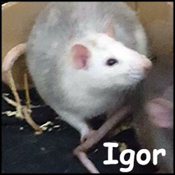 Igor