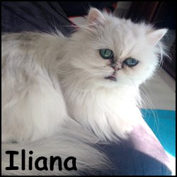 Iliana