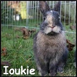 Ioukie