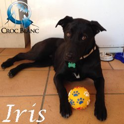 Iris