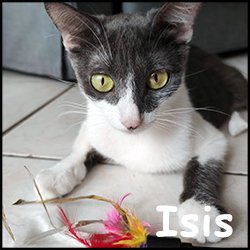 Isis