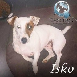 Isko