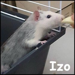 Izo