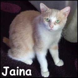 Jaina