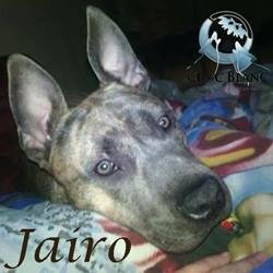 Jairo