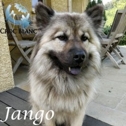 Jango