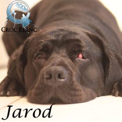 Jarod