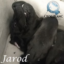 Jarod