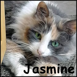 Jasmine