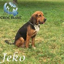 Jeko