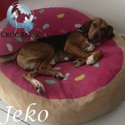 Jeko