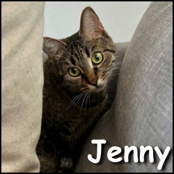 Jenny