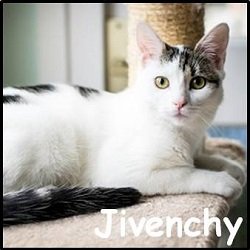 Jivenchy