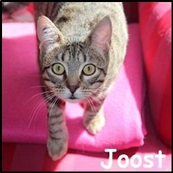 Joost