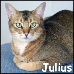 Julius