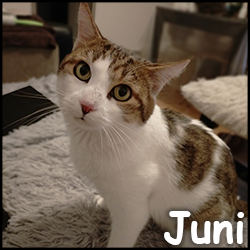 Juni