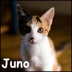 Juno