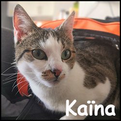 Kaina