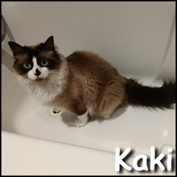 Kaki