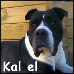 Kal el2