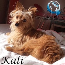 Kali