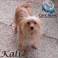 Kali