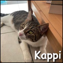 Kappi