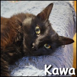 Kawa