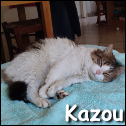 Kazou