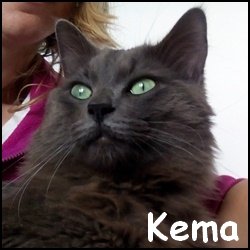 Kema