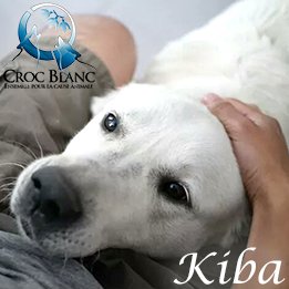 Kiba