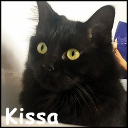 Kissa 2