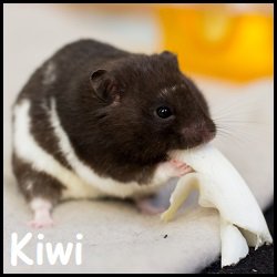 Kiwi