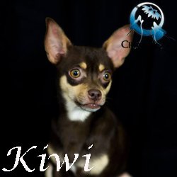 Kiwi