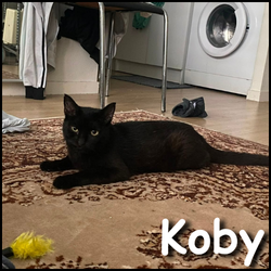 Koby Koby