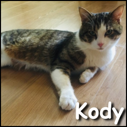 Kody