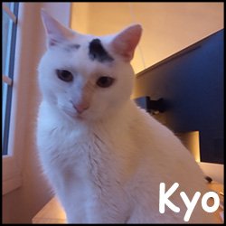 Kyo