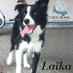 Laika