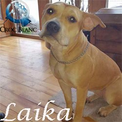 Laika