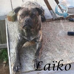 Laiko