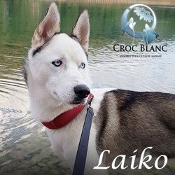 Laiko