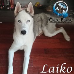 Laiko